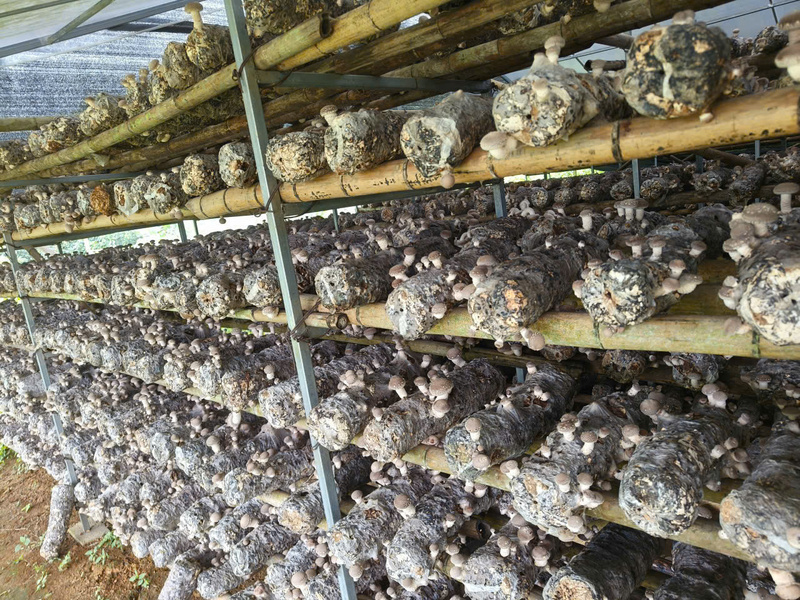 Nấm hương Yên Công của Hợp tác xã nông nghiệp Yên Công, với quy trình sản xuất sạch, đảm bảo tiêu chuẩn, đã có mặt tại nhiều siêu thị lớn trên toàn quốc. Ảnh: Hà Lê