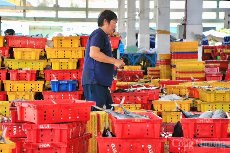 Tỉnh đẩy mạnh kiểm soát cường lực khai thác gắn với bảo vệ và phục hồi nguồn lợi. Ảnh: Hiền Mai