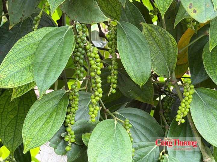 Vườn trồng hồ tiêu tại Lâm Đồng.