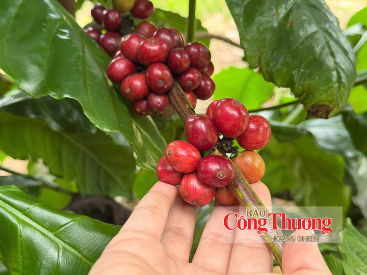 Thu hoạch cà phê tại Lâm Đồng