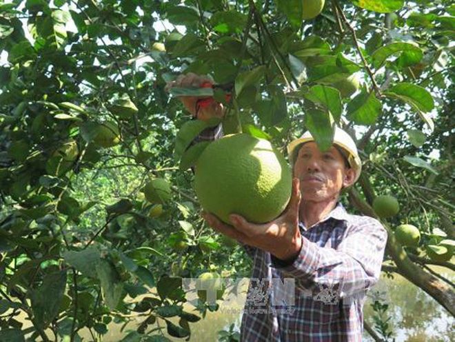 thanh trieu phu nho dac san buoi dao thanh hong hinh anh 1