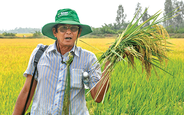 Gạo ngon từ vùng nhiễm mặn